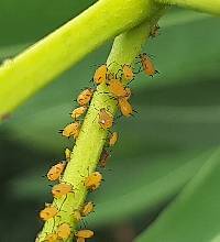 Aphis nerii image