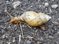 Bocourtia aequatoria image