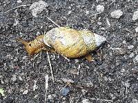 Bocourtia aequatoria image