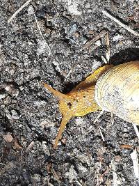 Bocourtia aequatoria image