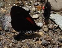 Acraea tenebrarum image