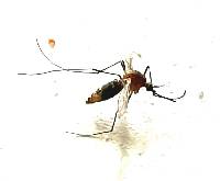 Culex quinquefasciatus image