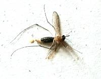 Culex quinquefasciatus image