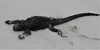 Amblyrhynchus cristatus image