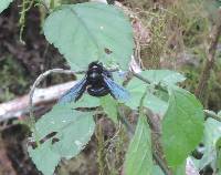 Xylocopa darwini image