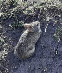 Sylvilagus andinus image