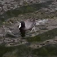 Fulica ardesiaca image