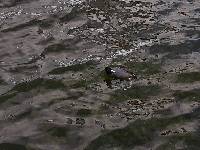 Fulica ardesiaca image