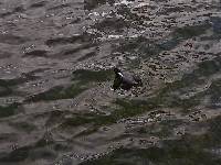 Fulica ardesiaca image