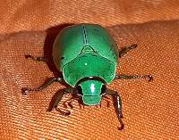 Platycoelia marginata image