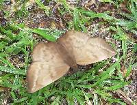 Achlyodes pallida image