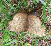 Achlyodes pallida image