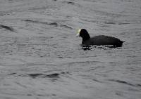 Fulica ardesiaca image