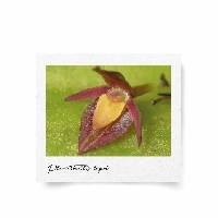 Media resource of Pleurothallis lapoi