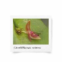 Media resource of Pleurothallis kashi-menkakarai