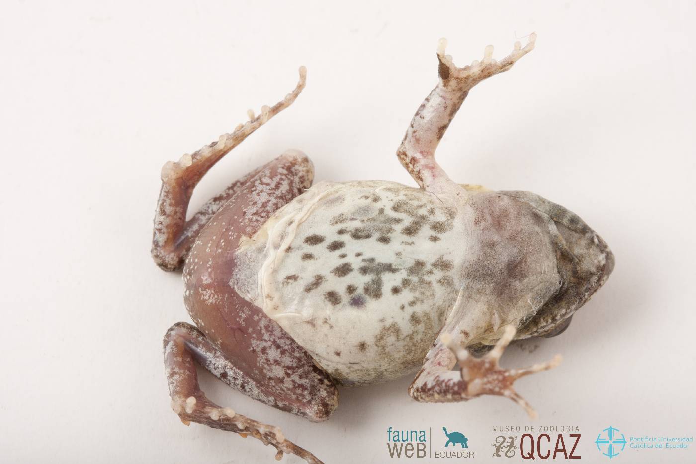 Engystomops puyango image