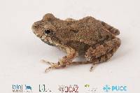 Engystomops puyango image