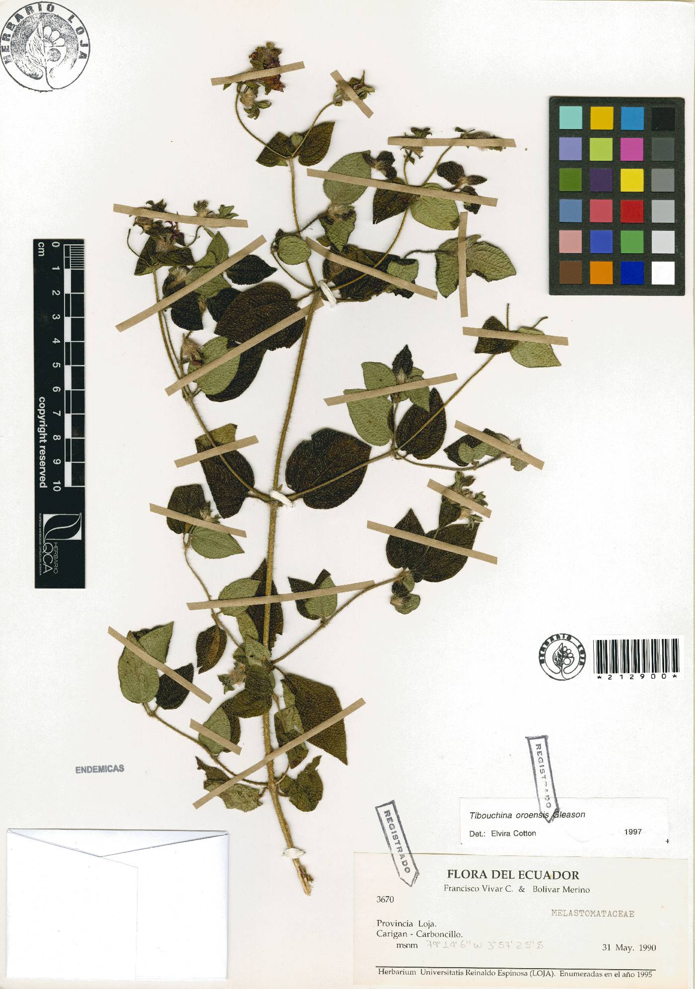 Tibouchina image