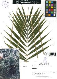 Media resource of Phytelephas aequatorialis