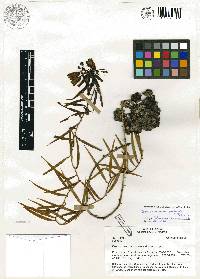 Media resource of Bomarea angustifolia