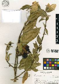 Media resource of Passiflora popenovii
