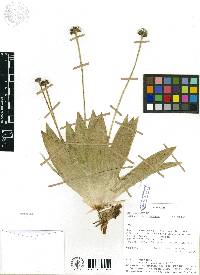 Media resource of Paepalanthus celsus