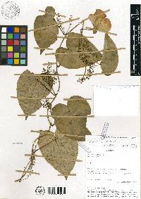 Media resource of Dioscorea rosei