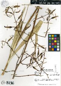 Media resource of Pitcairnia dodsonii