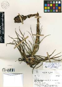Puya eryngioides image