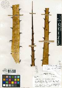 Media resource of Puya glomerifera