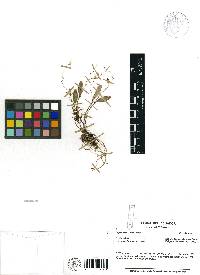 Media resource of Lepanthes otara