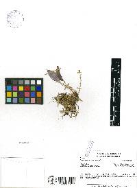 Media resource of Lepanthes eruca