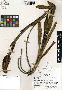 Media resource of Gomphichis crassilabia