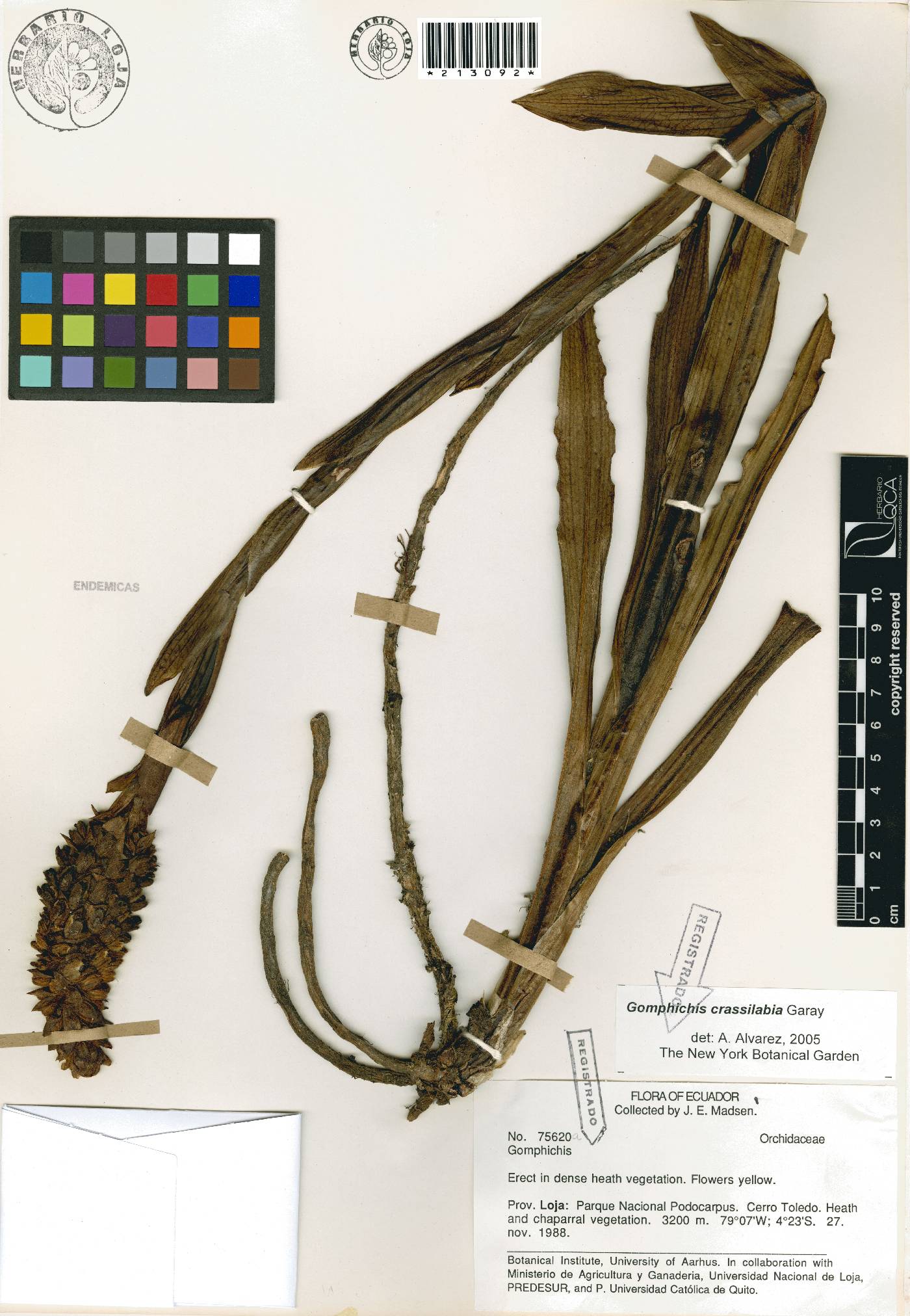 Gomphichis crassilabia image