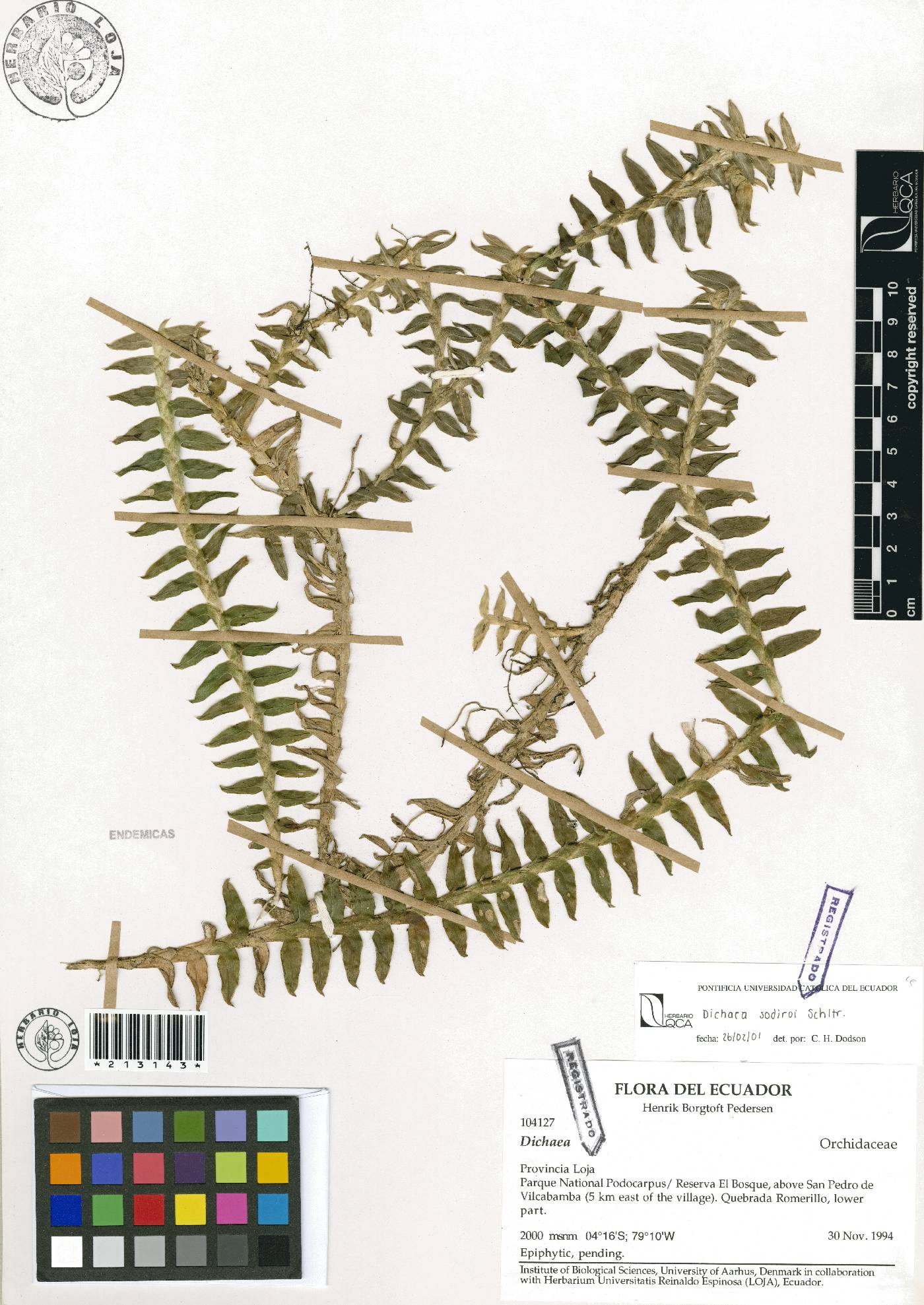 Dichaea image