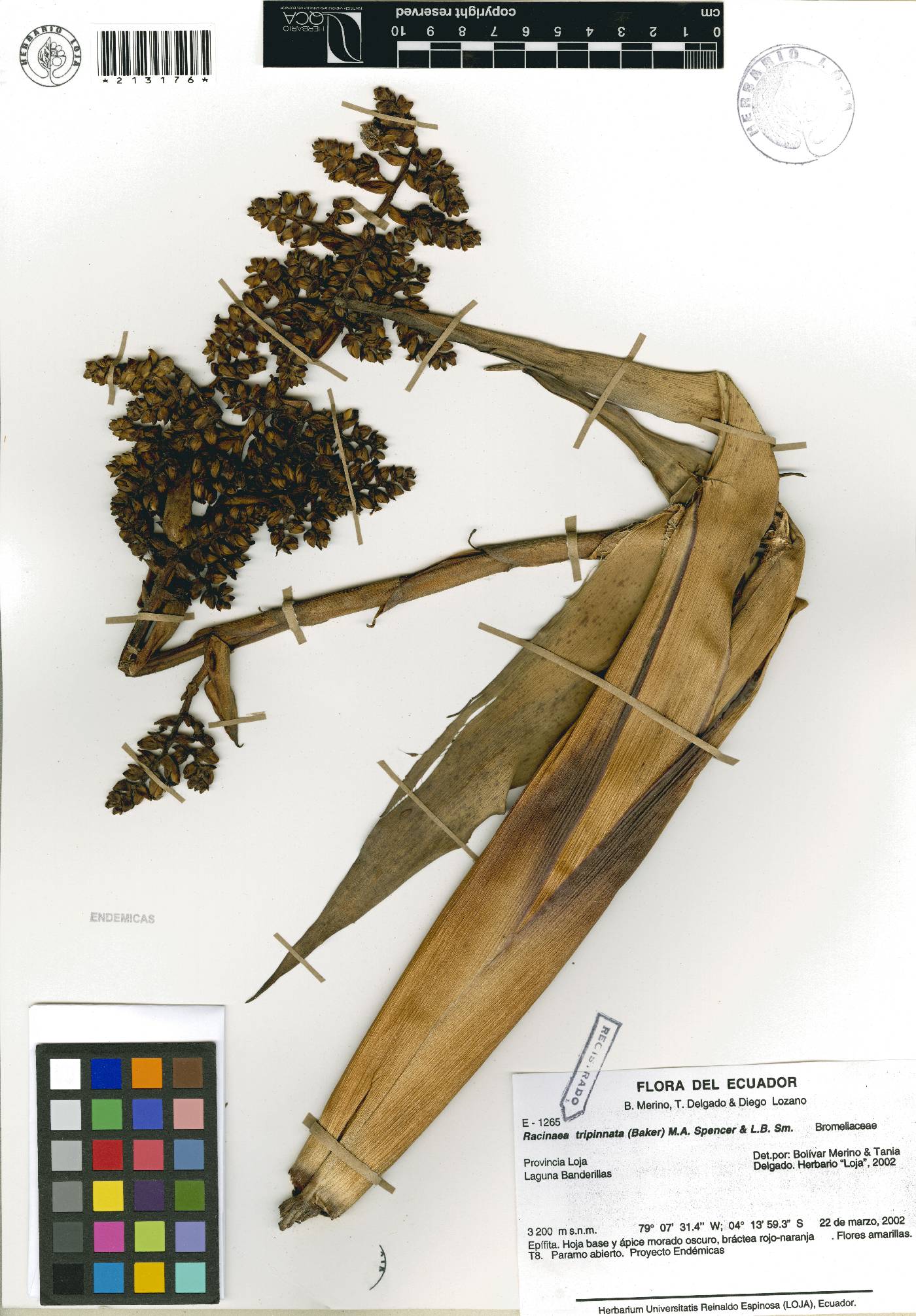 Racinaea tripinnata image