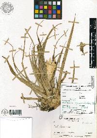 Media resource of Tillandsia cyanea