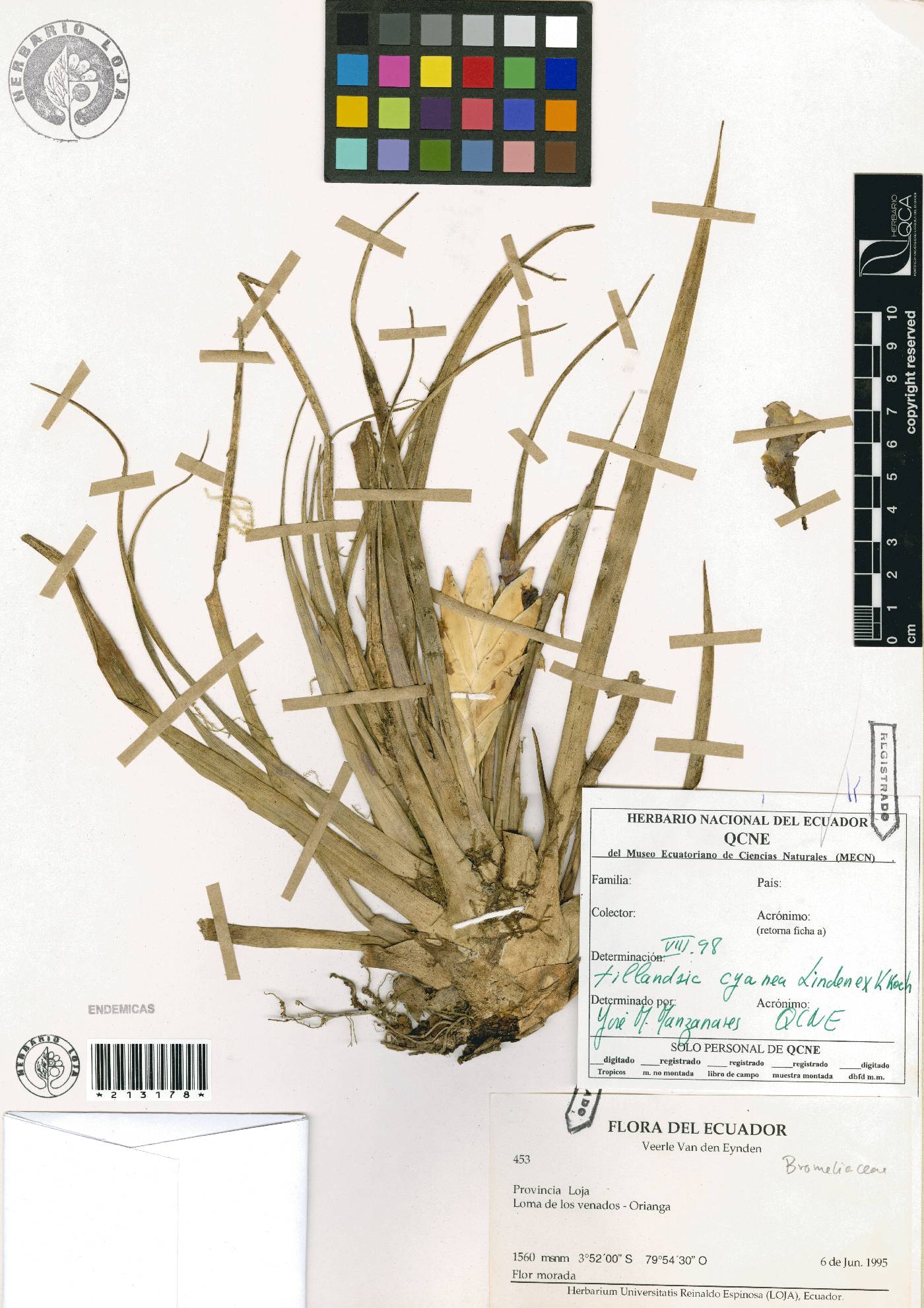 Tillandsia cyanea image