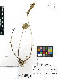 Media resource of Pleurothallis prolaticollaris