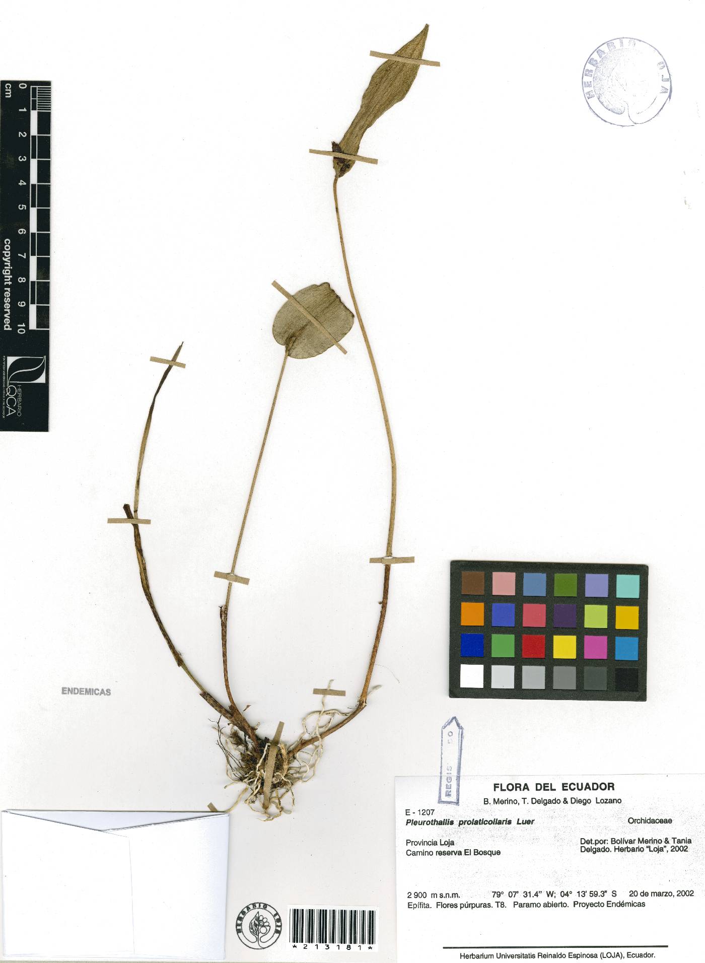 Pleurothallis prolaticollaris image
