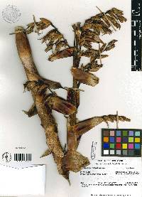 Media resource of Mezobromelia fulgens
