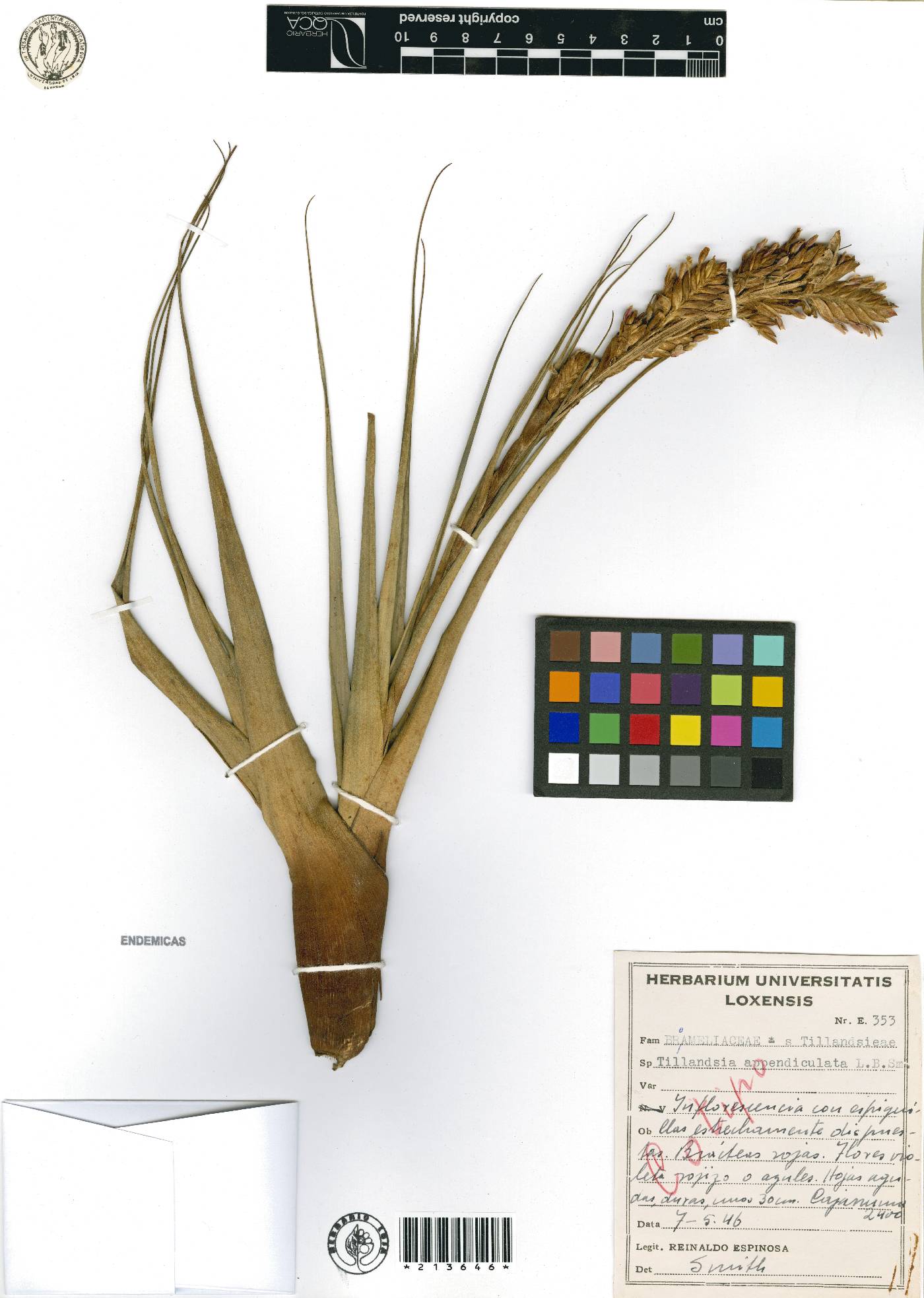 Vriesea appendiculata image