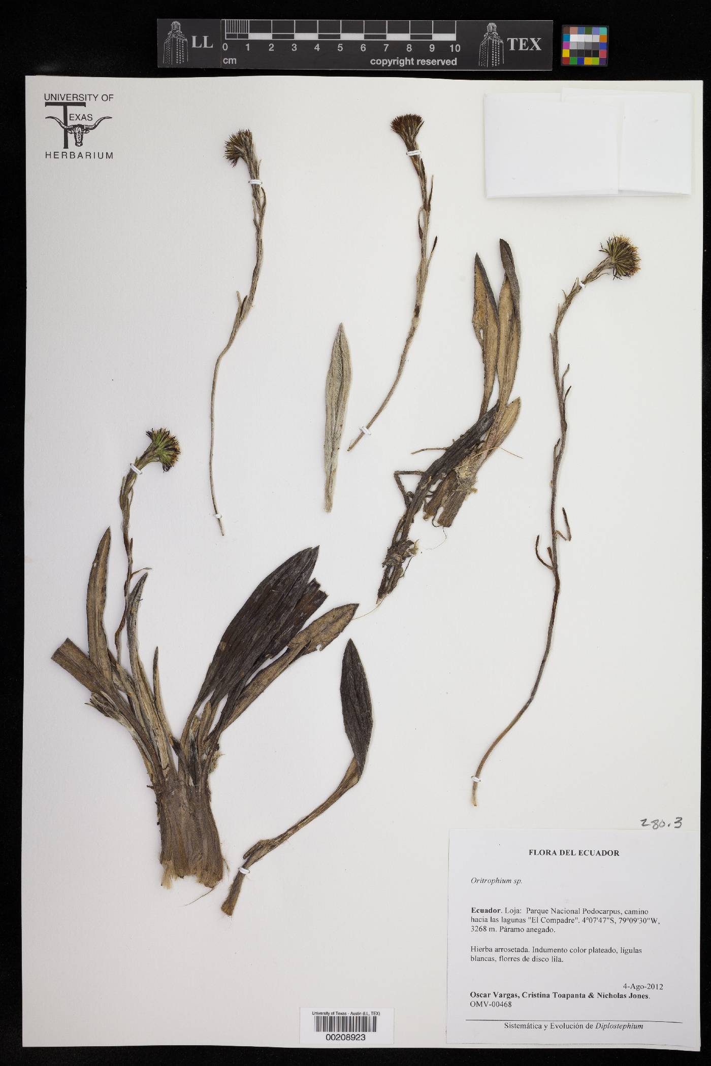 Oritrophium image