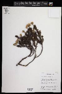 Diplostephium oblanceolatum image