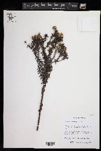 Diplostephium oblanceolatum image