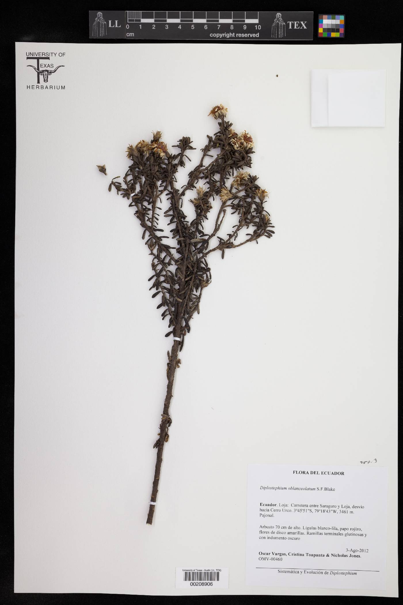 Diplostephium oblanceolatum image