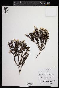 Diplostephium oblanceolatum image