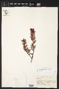 Gaylussacia loxensis image