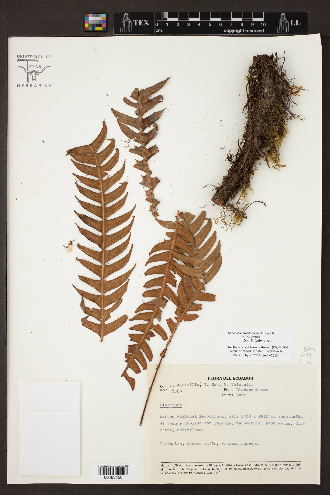 Lomaridium image