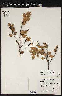 Sphyrospermum cordifolium image